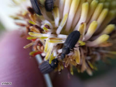 Leucadendron arcuatum