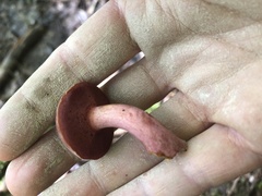 Chalciporus rubinellus