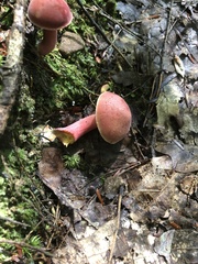 Chalciporus rubinellus