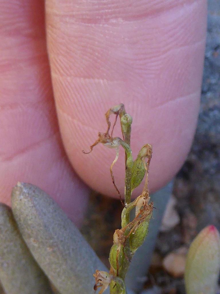 Holothrix filicornis