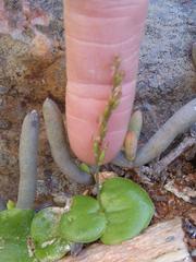 Holothrix filicornis