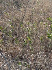 Salacia kraussii image