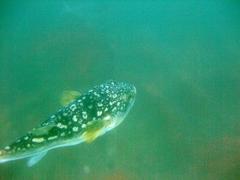 Amblyrhynchote honckenii