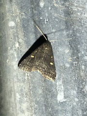Idia diminuendis