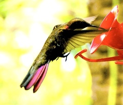 Anthracothorax mango