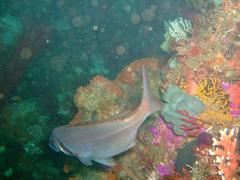 Chirodactylus grandis