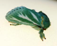 Coenobasis amoena
