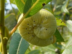 Cimbicidae