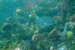 Diplodus capensis
