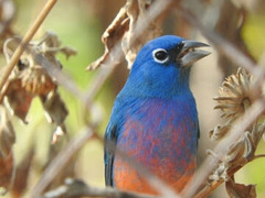 Passerina rositae
