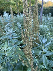 Artemisia suksdorfii
