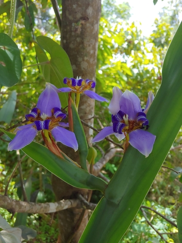 Trimezia coerulea