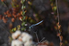Pachydiplax longipennis