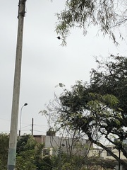 Parabuteo unicinctus