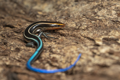 Four-Striped Skink photo 3