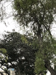 Parabuteo unicinctus