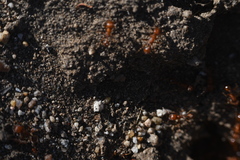 Myrmicinae