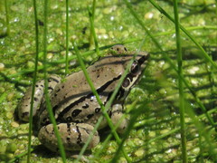 Leptodactylus mystacinus