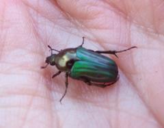 Leucocelis