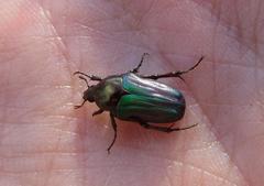 Leucocelis
