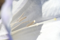 Datura wrightii