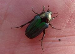 Leucocelis