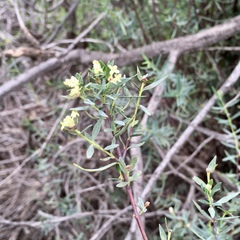 Pimelea microcephala