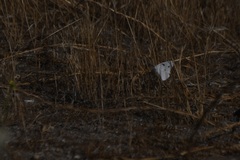 Pontia protodice