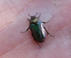 Leucocelis