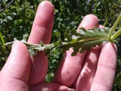 Senecio erosus
