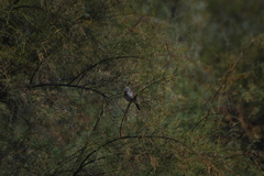 Melospiza melodia