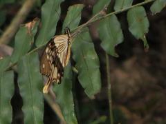 Papilio dardanus cenea