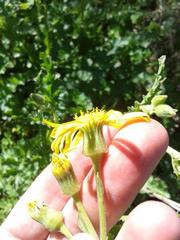 Senecio erosus