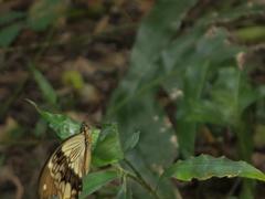 Papilio dardanus cenea
