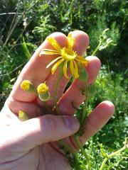 Senecio erosus
