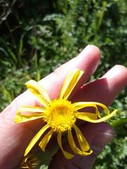 Senecio erosus