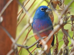 Passerina rositae