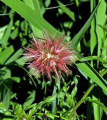 Noticastrum diffusum
