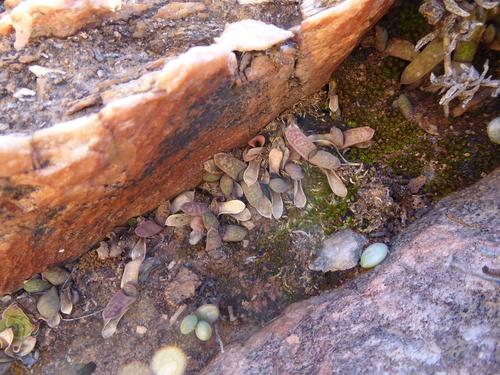 Gasteria pillansii