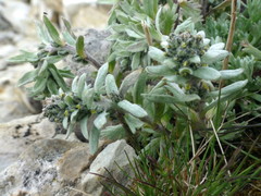 Artemisia genipi