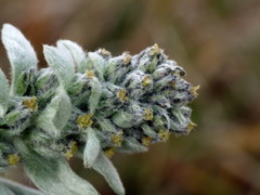 Artemisia genipi