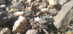 Draba oligosperma