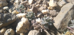 Draba oligosperma