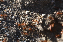 Myrmicinae