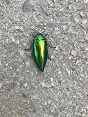 Sternocera aequisignata