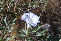 Datura wrightii