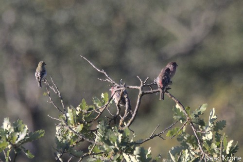 iNaturalist observation photo of House Finch