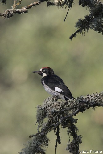 iNaturalist observation photo of Acorn Woodpecker