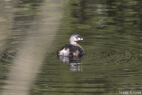 iNaturalist observation photo of Pied-billed Grebe