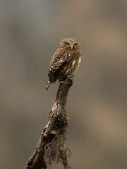 Glaucidium bolivianum